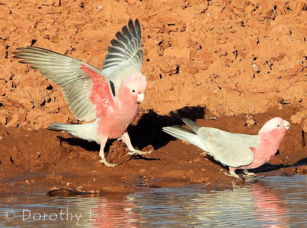 Galah (Eolophus roseicapilla)