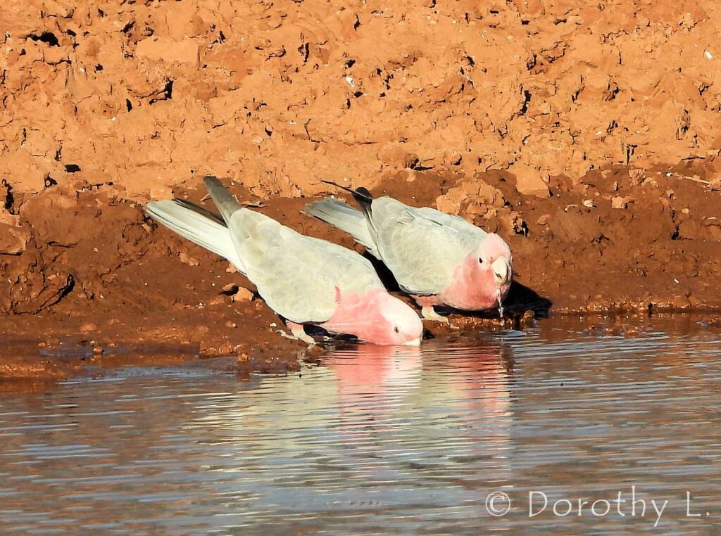 Galah (Eolophus roseicapilla)