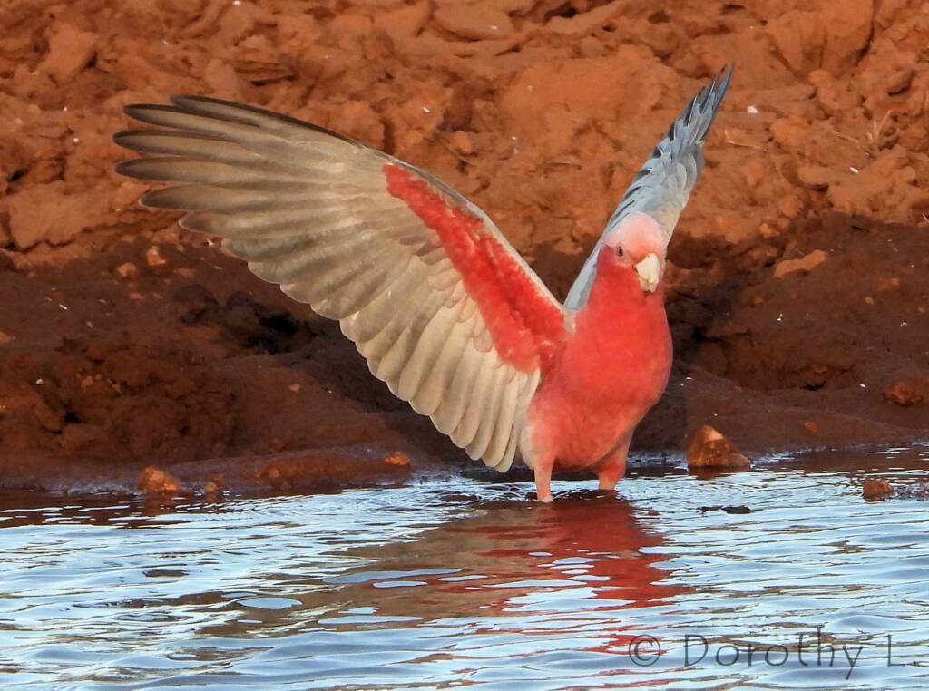 Galah (Eolophus roseicapilla)