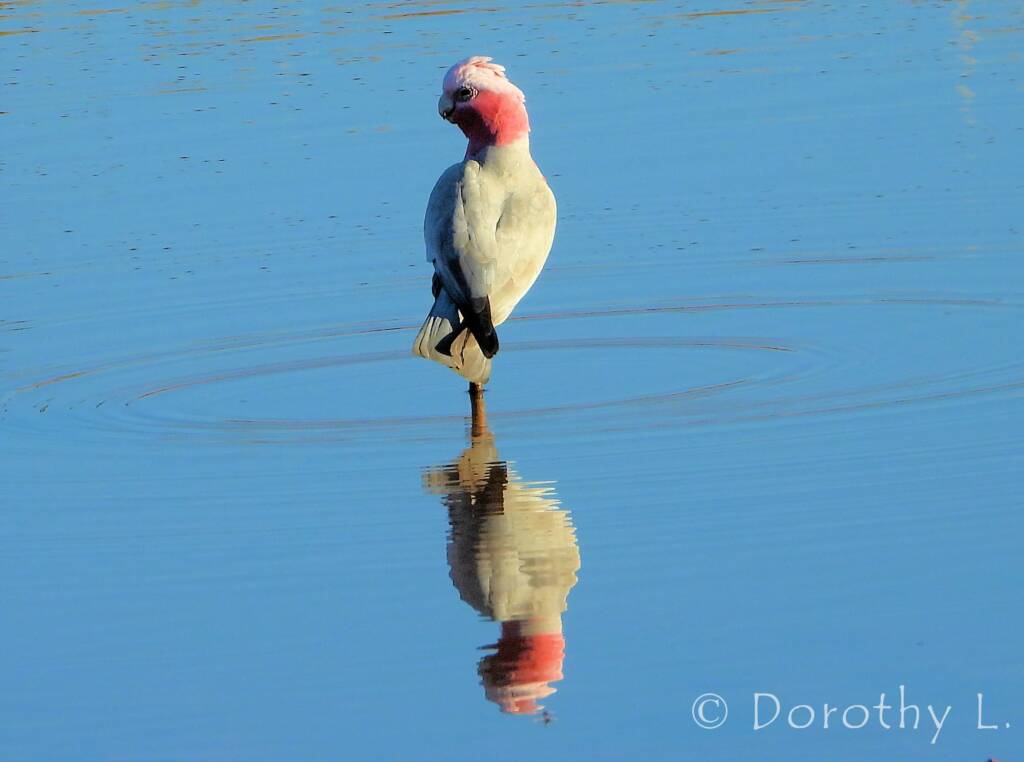 Galah (Eolophus roseicapilla)