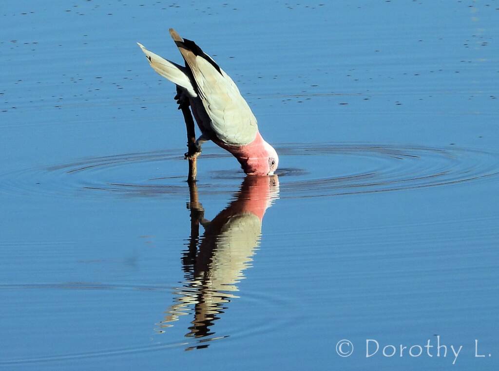 Galah (Eolophus roseicapilla)