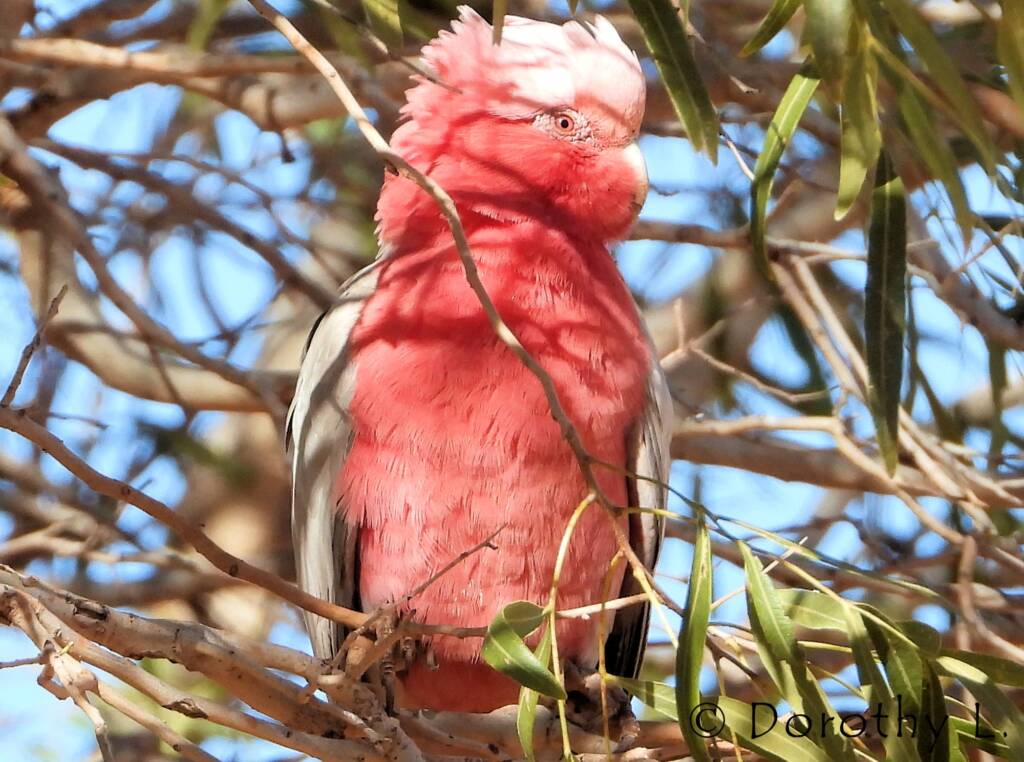Galah (Eolophus roseicapilla)