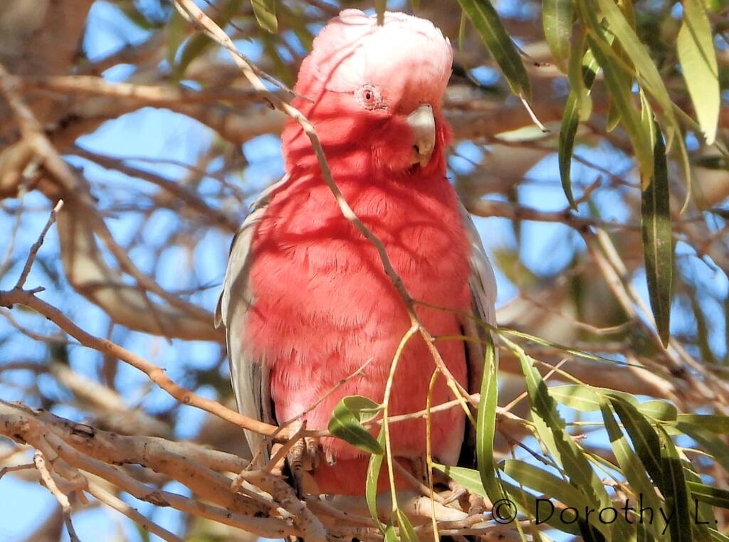 Galah (Eolophus roseicapilla)