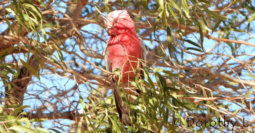 Galah (Eolophus roseicapilla)