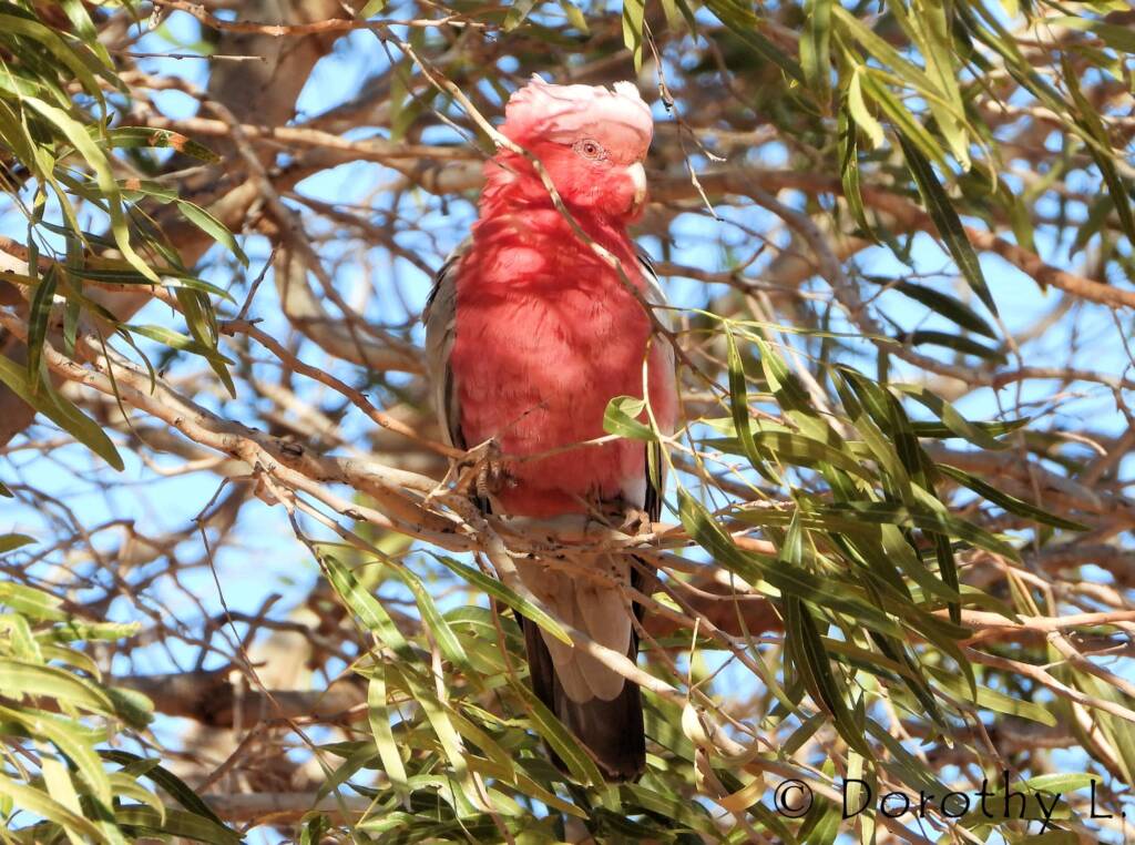 Galah (Eolophus roseicapilla)