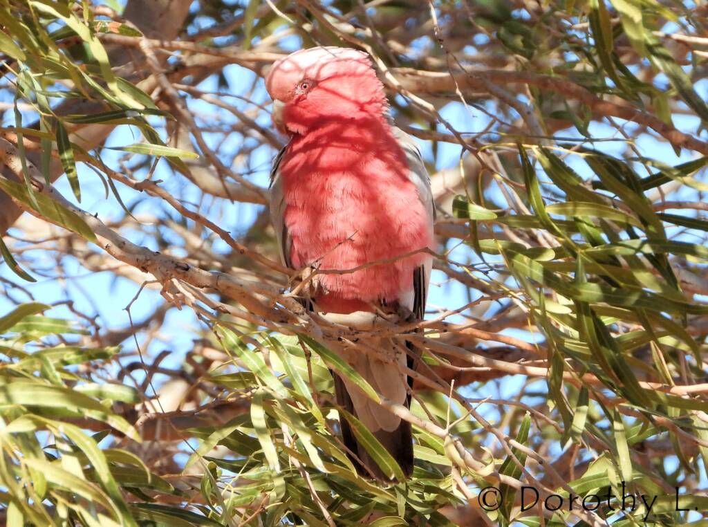 Galah (Eolophus roseicapilla)