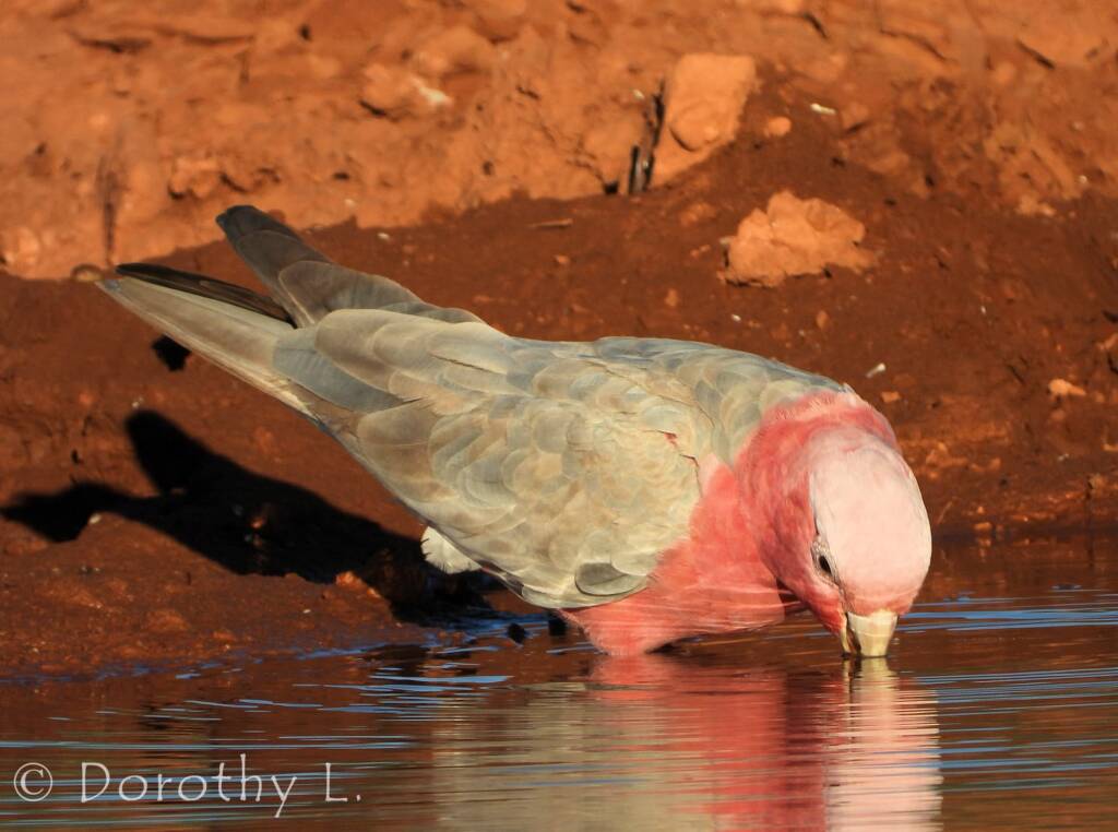Galah (Eolophus roseicapilla)