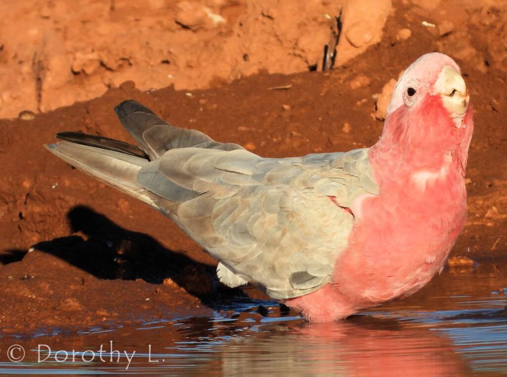 Galah (Eolophus roseicapilla)