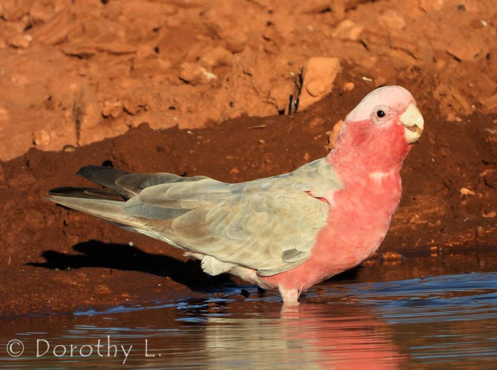 Galah (Eolophus roseicapilla)