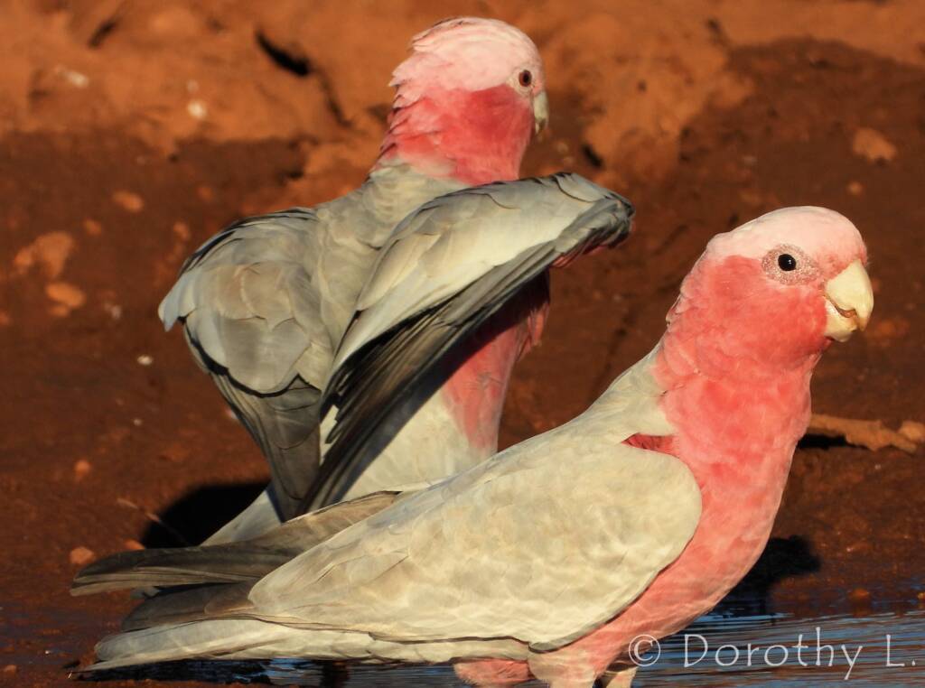 Galah (Eolophus roseicapilla)