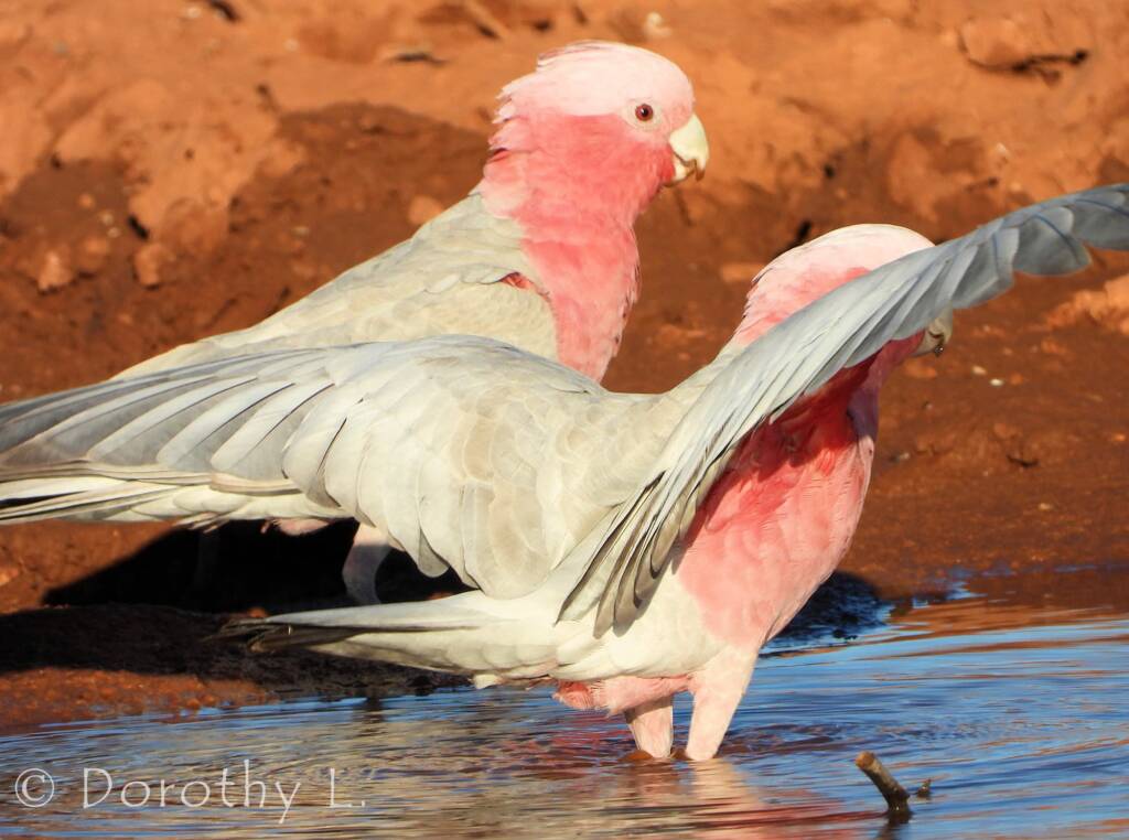 Galah (Eolophus roseicapilla)