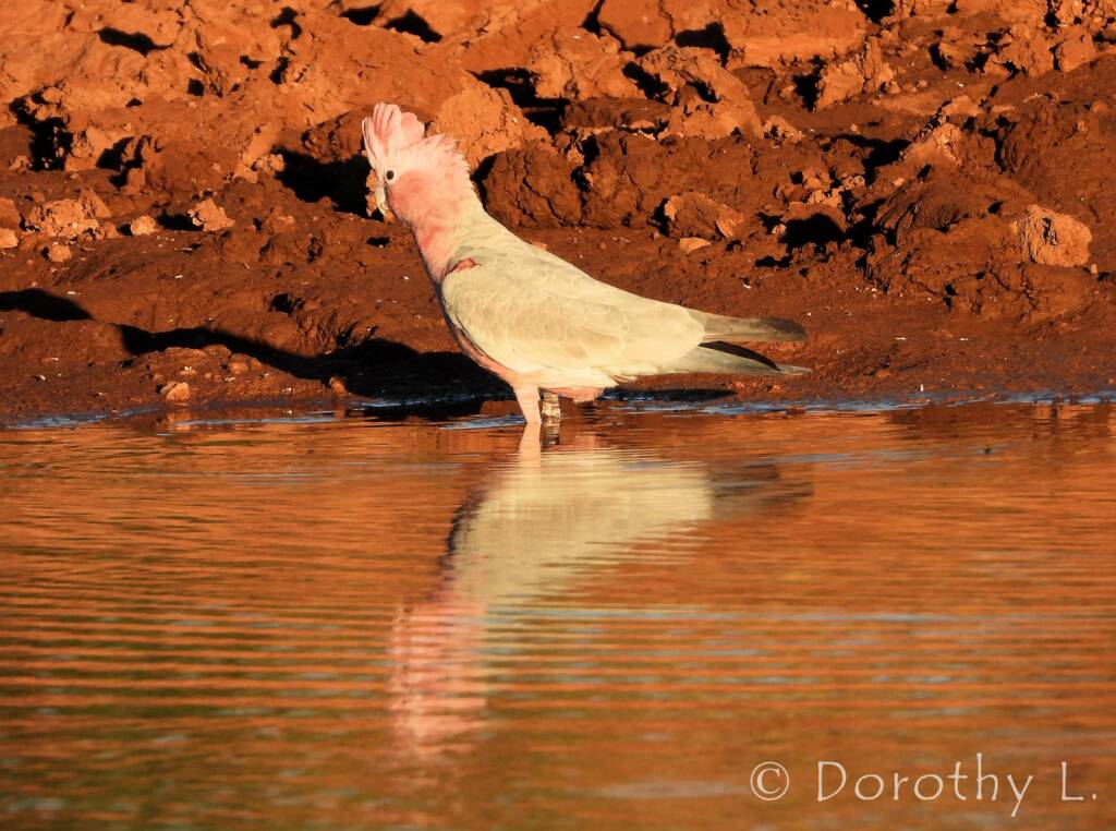 Galah (Eolophus roseicapilla)