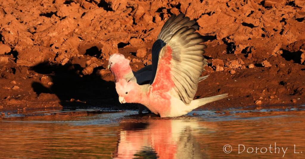 Galah (Eolophus roseicapilla)