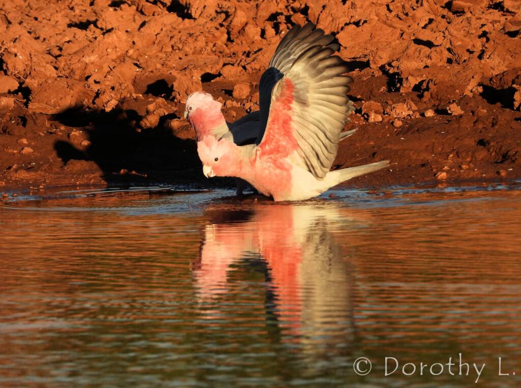 Galah (Eolophus roseicapilla)