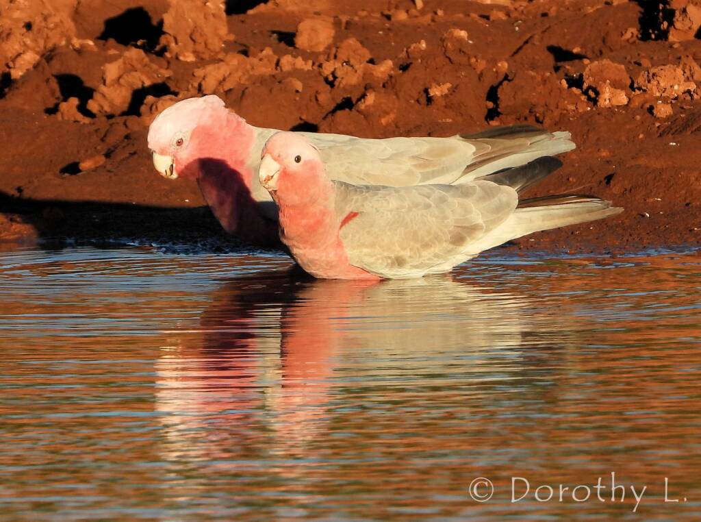 Galah (Eolophus roseicapilla)