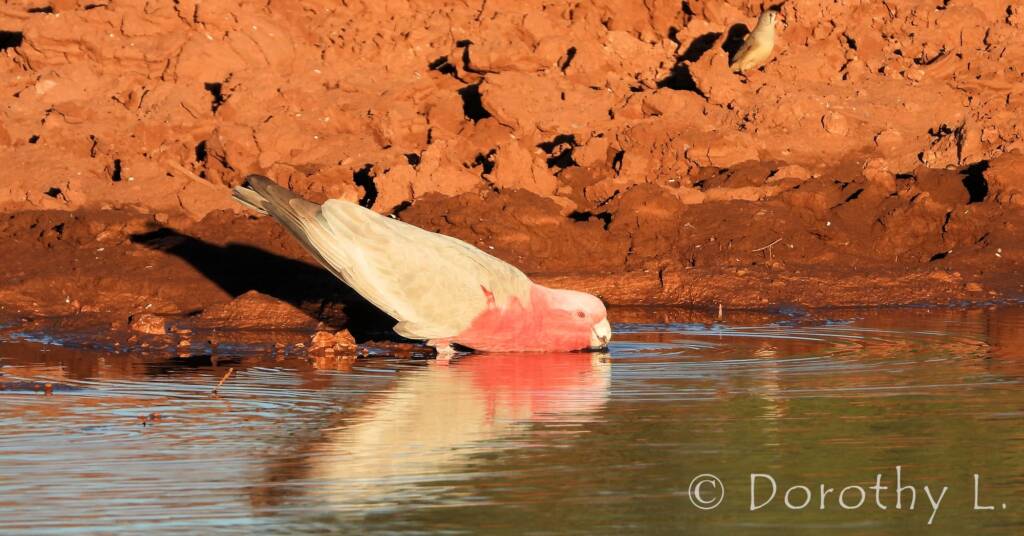 Galah (Eolophus roseicapilla)