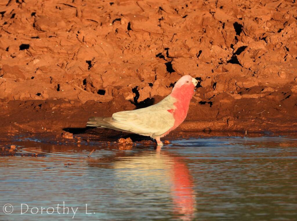 Galah (Eolophus roseicapilla)