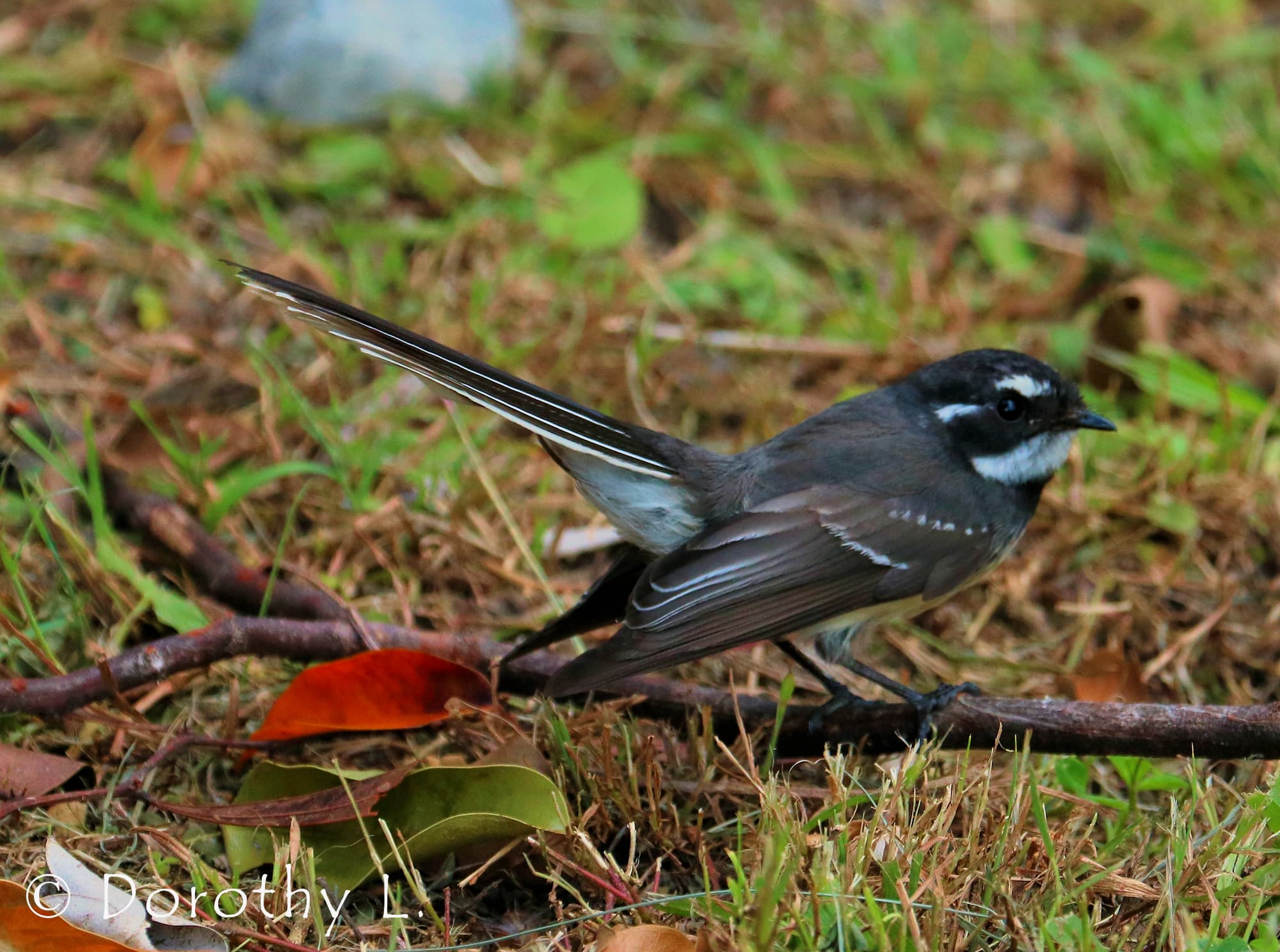 Grey Fantail (Rhipidura albiscapa)