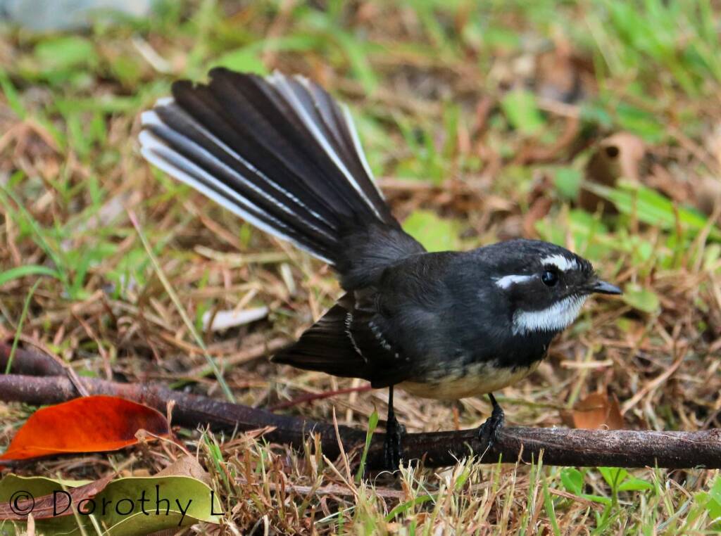Grey Fantail (Rhipidura albiscapa)