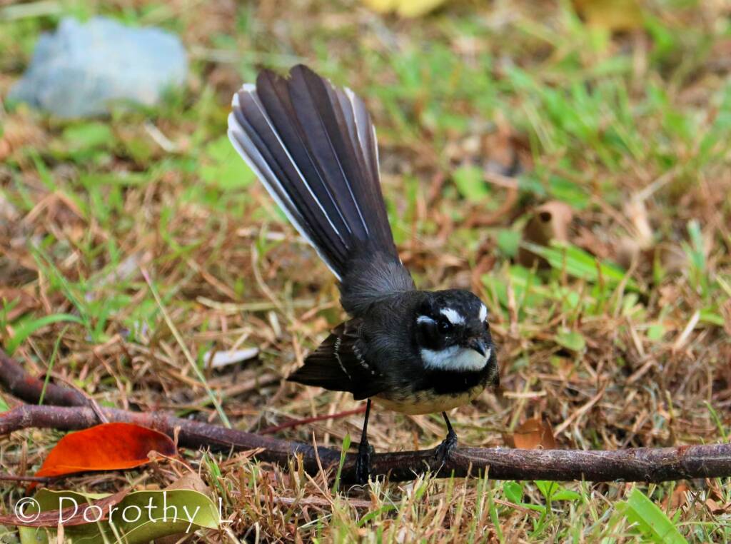 Grey Fantail (Rhipidura albiscapa)
