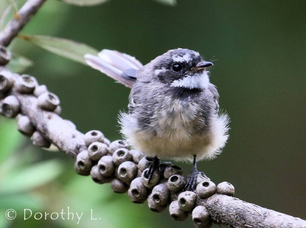 Grey Fantail (Rhipidura albiscapa)