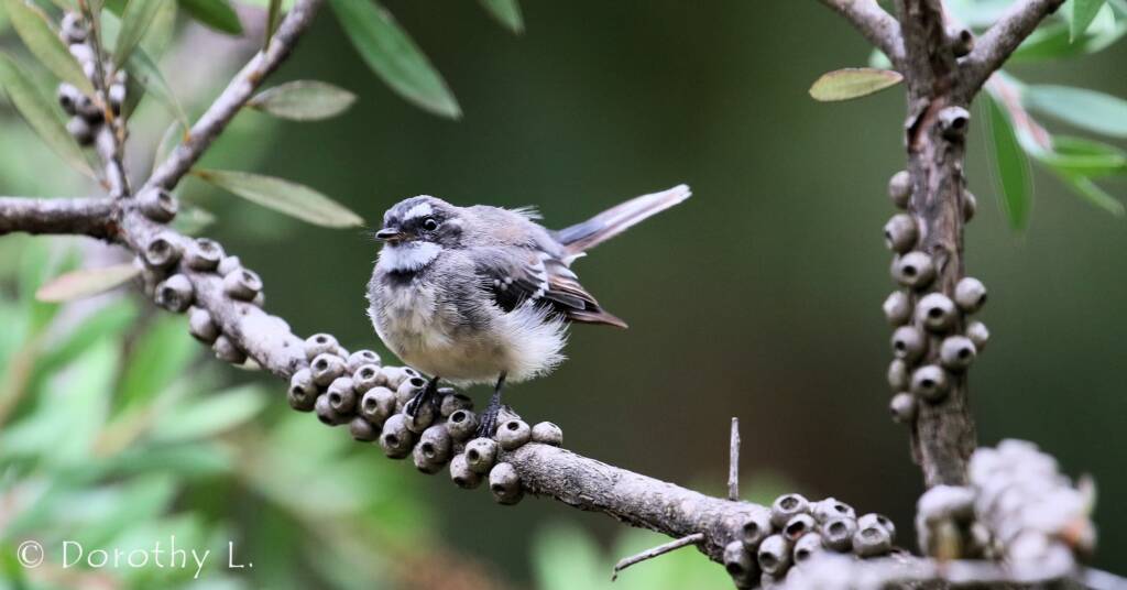 Grey Fantail (Rhipidura albiscapa)