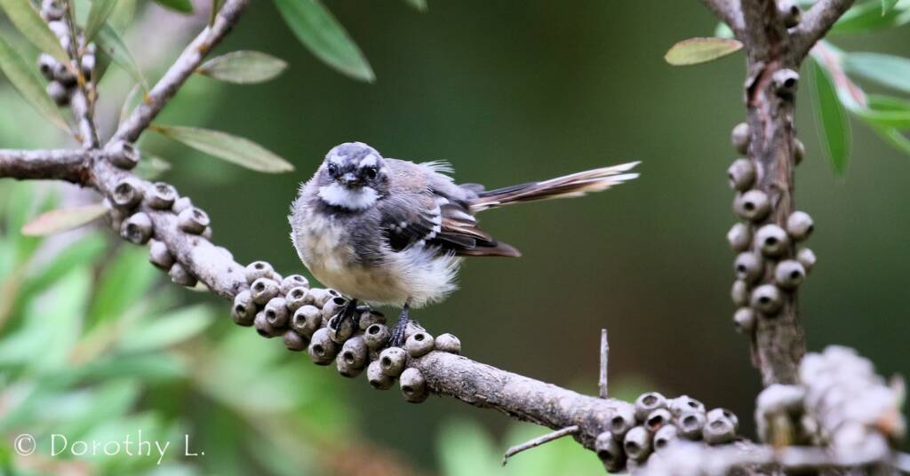 Grey Fantail (Rhipidura albiscapa)
