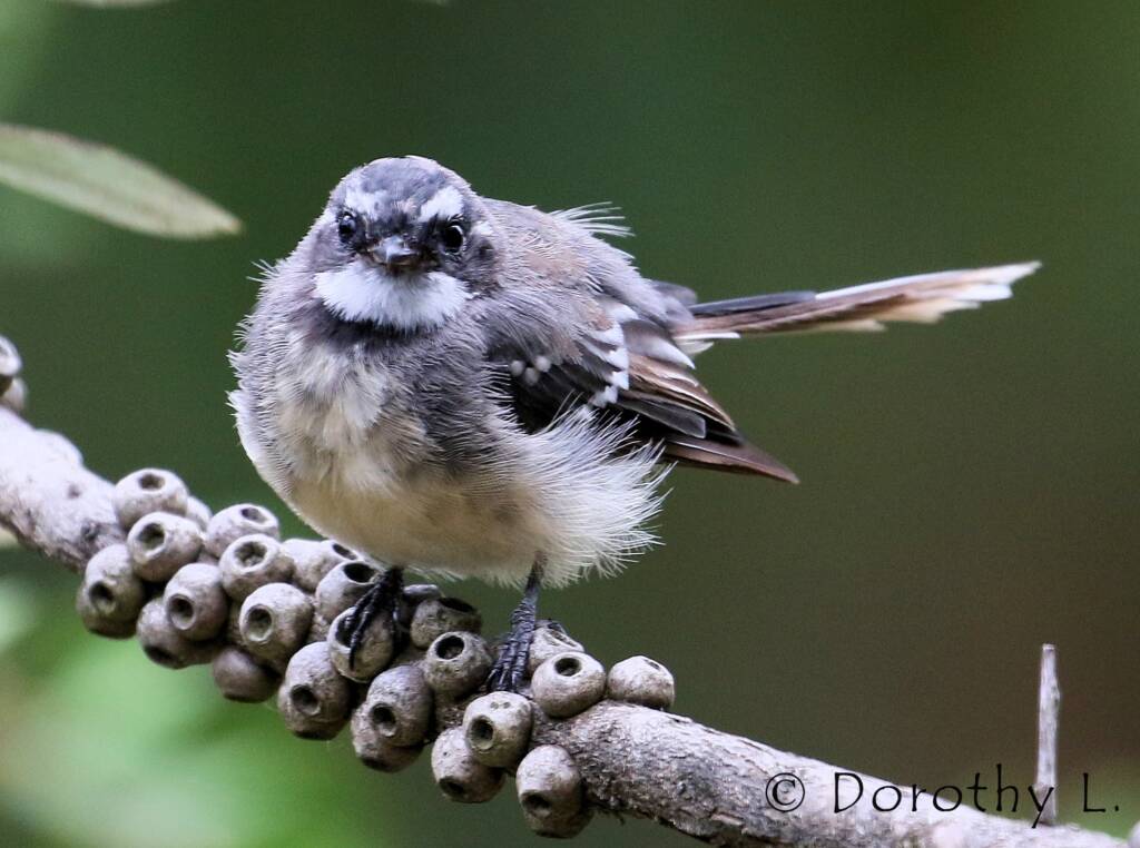 Grey Fantail (Rhipidura albiscapa)