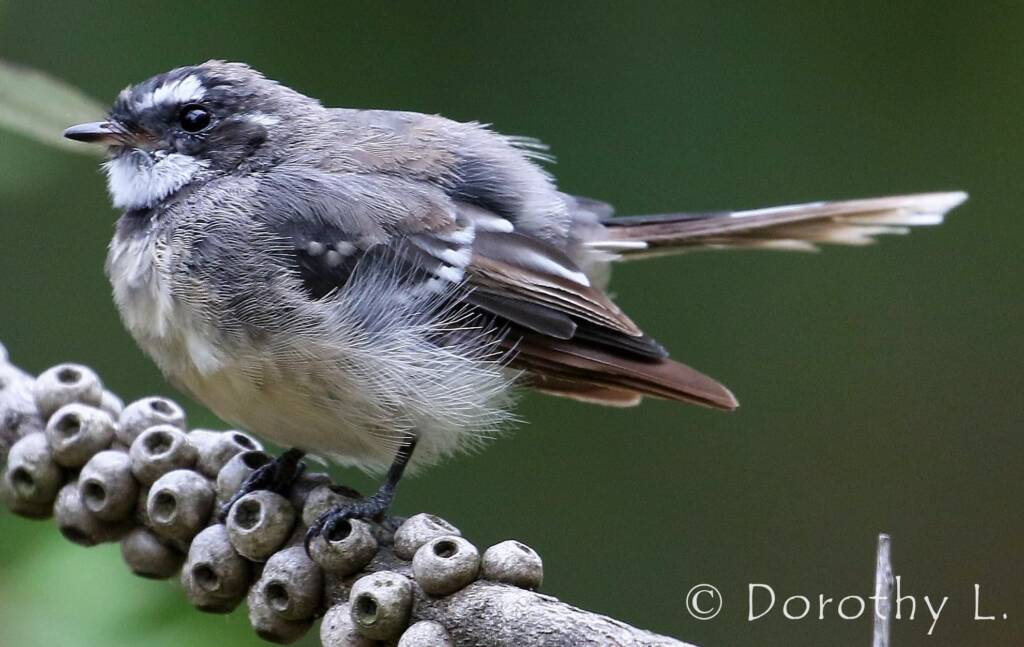 Grey Fantail (Rhipidura albiscapa)