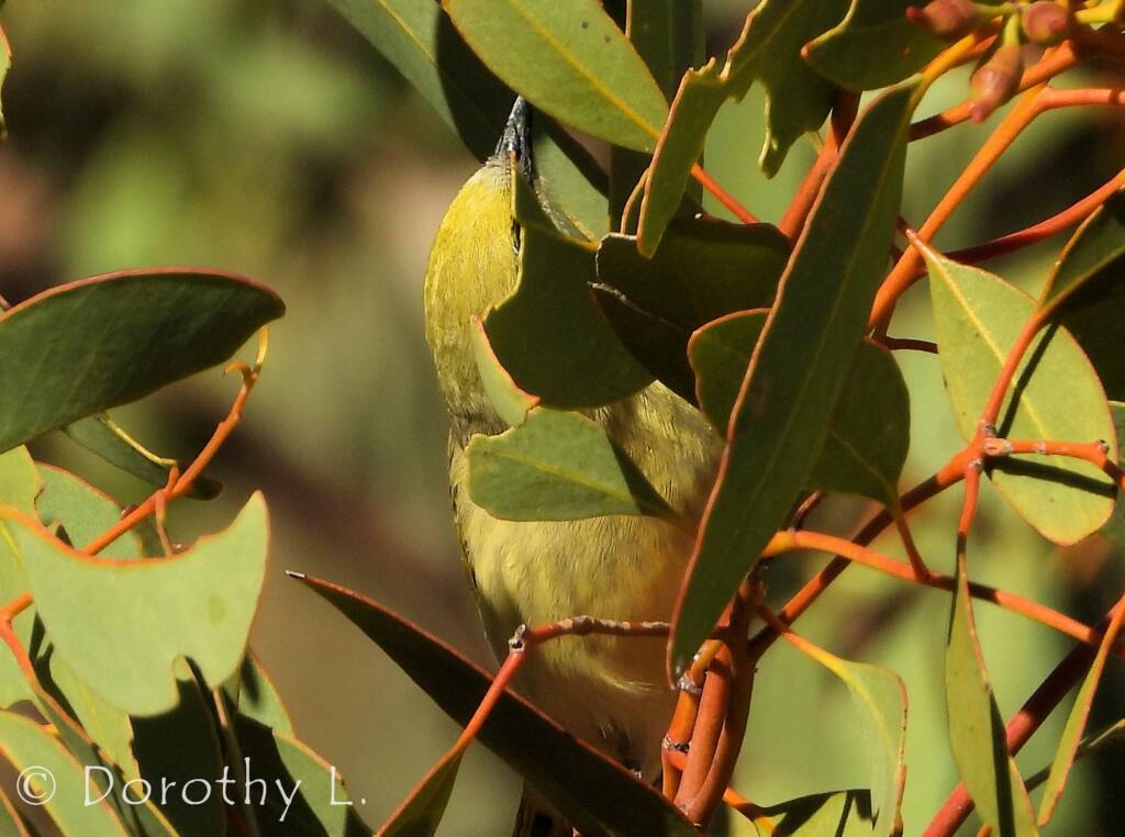 Grey-fronted Honeyeater (Ptilotula plumula)