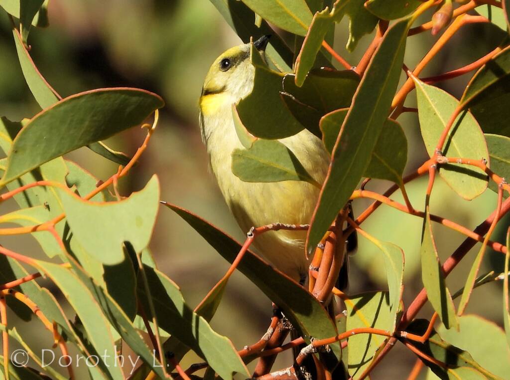 Grey-fronted Honeyeater (Ptilotula plumula)