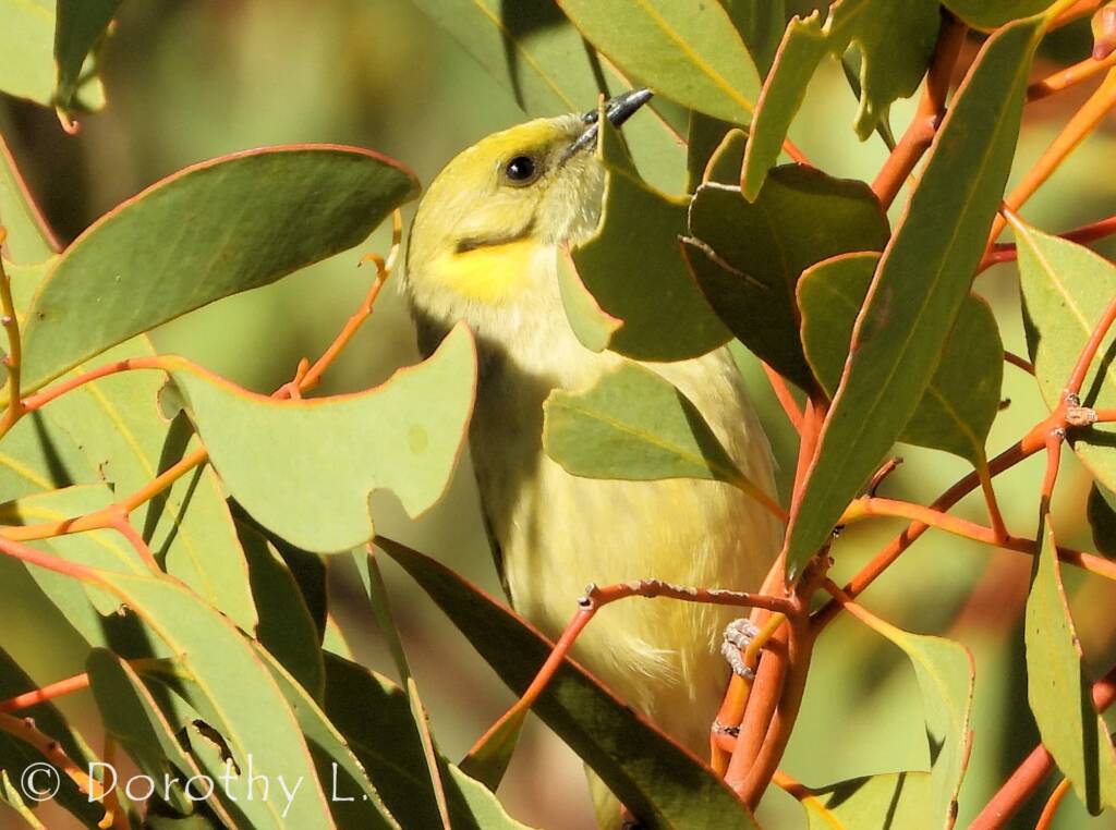 Grey-fronted Honeyeater (Ptilotula plumula)