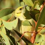 Grey-fronted Honeyeater (Ptilotula plumula)