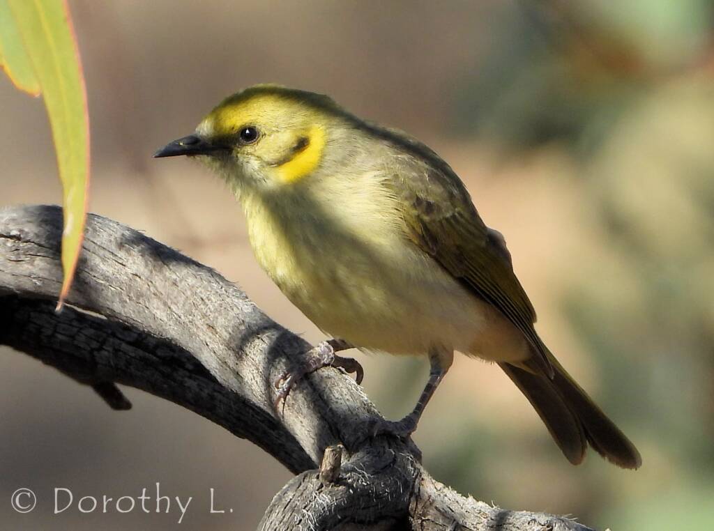 Grey-fronted Honeyeater (Ptilotula plumula)