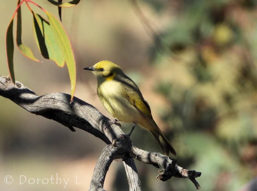 Grey-fronted Honeyeater (Ptilotula plumula)