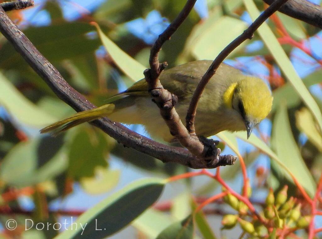 Grey-fronted Honeyeater (Ptilotula plumula)