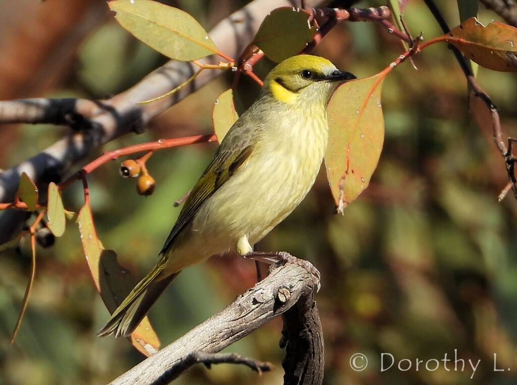 Grey-fronted Honeyeater (Ptilotula plumula)