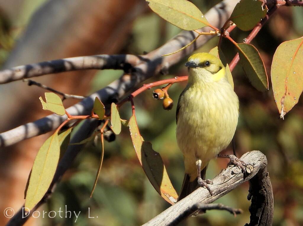 Grey-fronted Honeyeater (Ptilotula plumula)