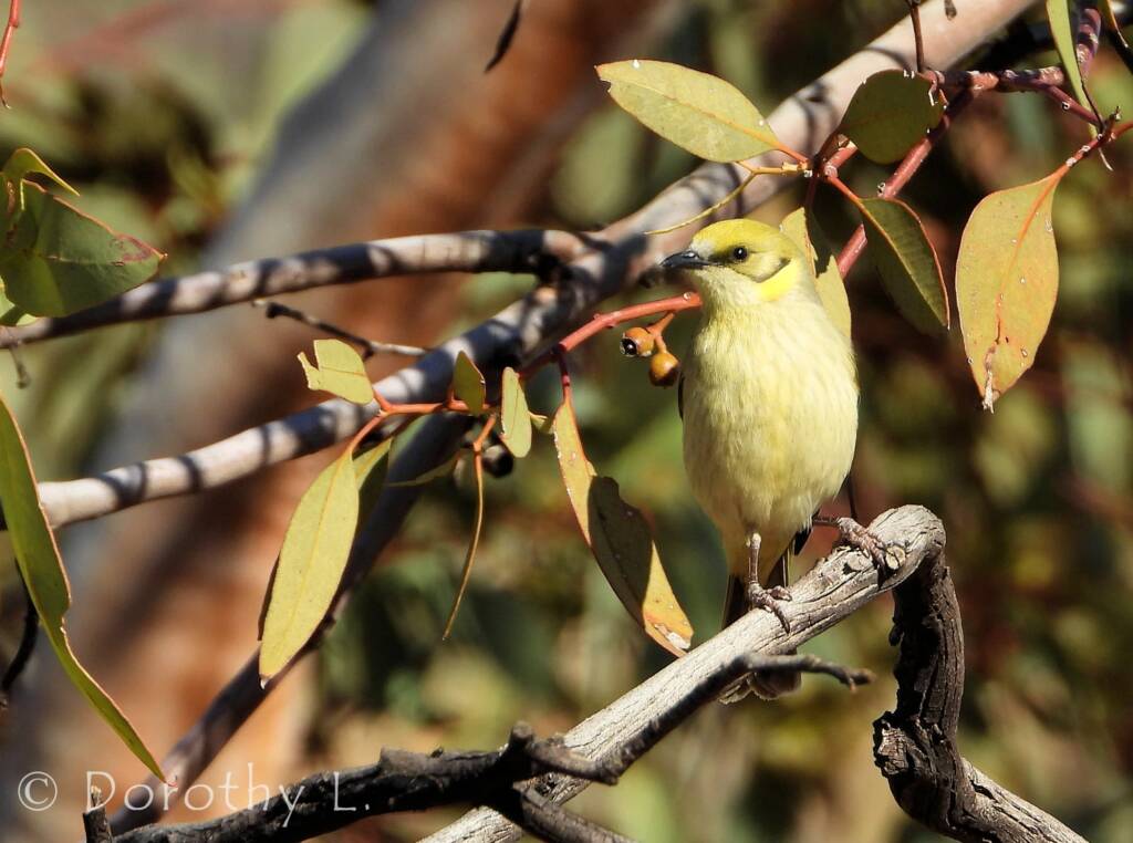 Grey-fronted Honeyeater (Ptilotula plumula)