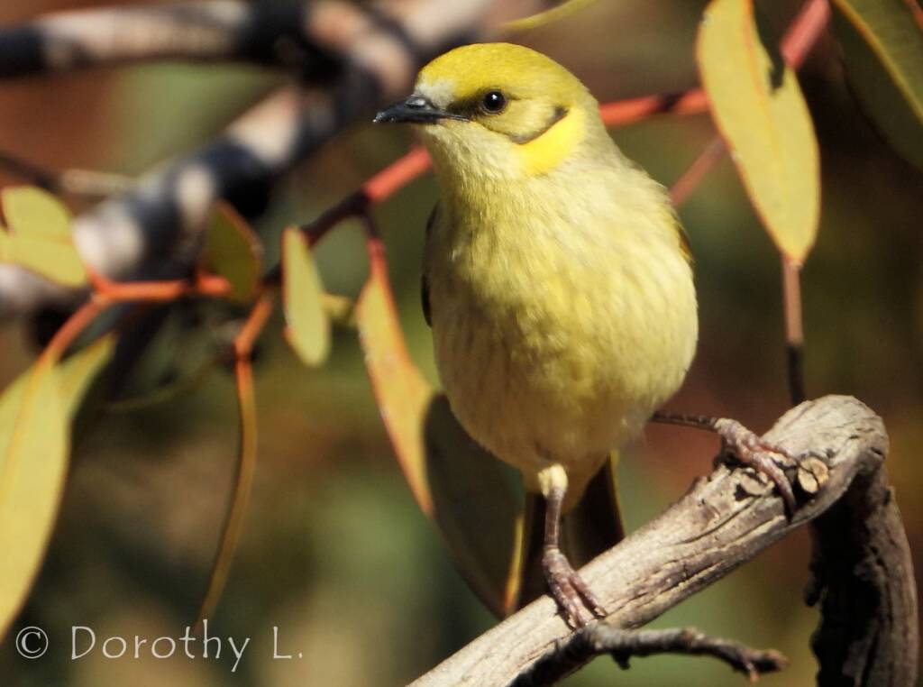 Grey-fronted Honeyeater (Ptilotula plumula)