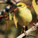 Grey-fronted Honeyeater (Ptilotula plumula)