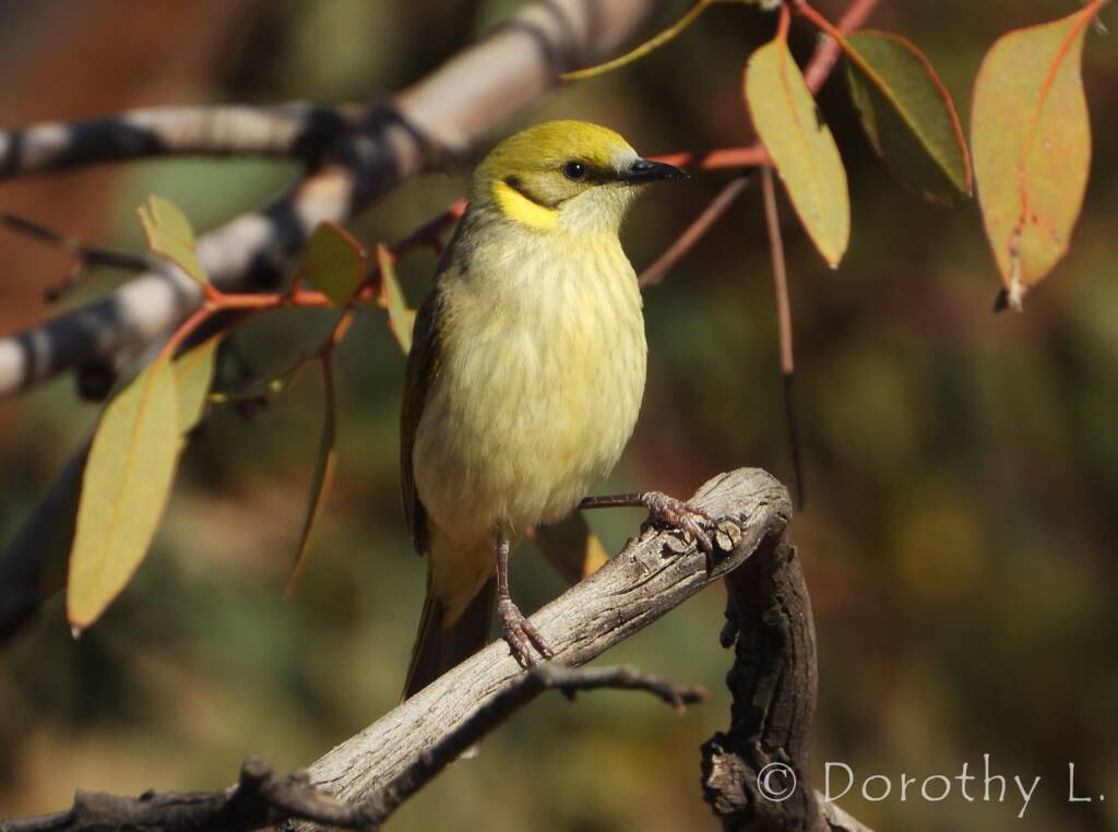Grey-fronted Honeyeater (Ptilotula plumula)