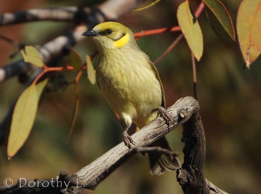 Grey-fronted Honeyeater (Ptilotula plumula)