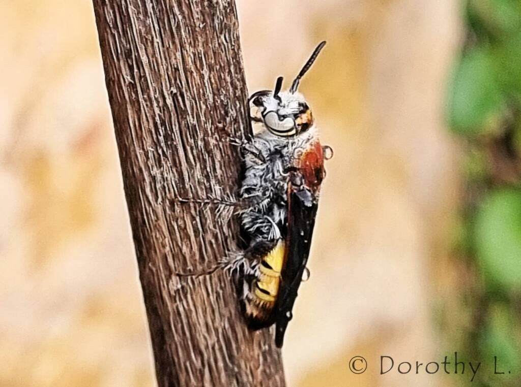 Yellow Hairy Flower Wasp (Radumeris radula)