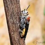 Yellow Hairy Flower Wasp (Radumeris radula)