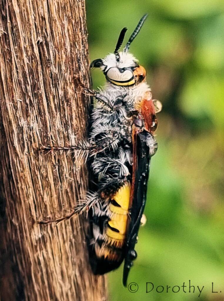 Yellow Hairy Flower Wasp (Radumeris radula)