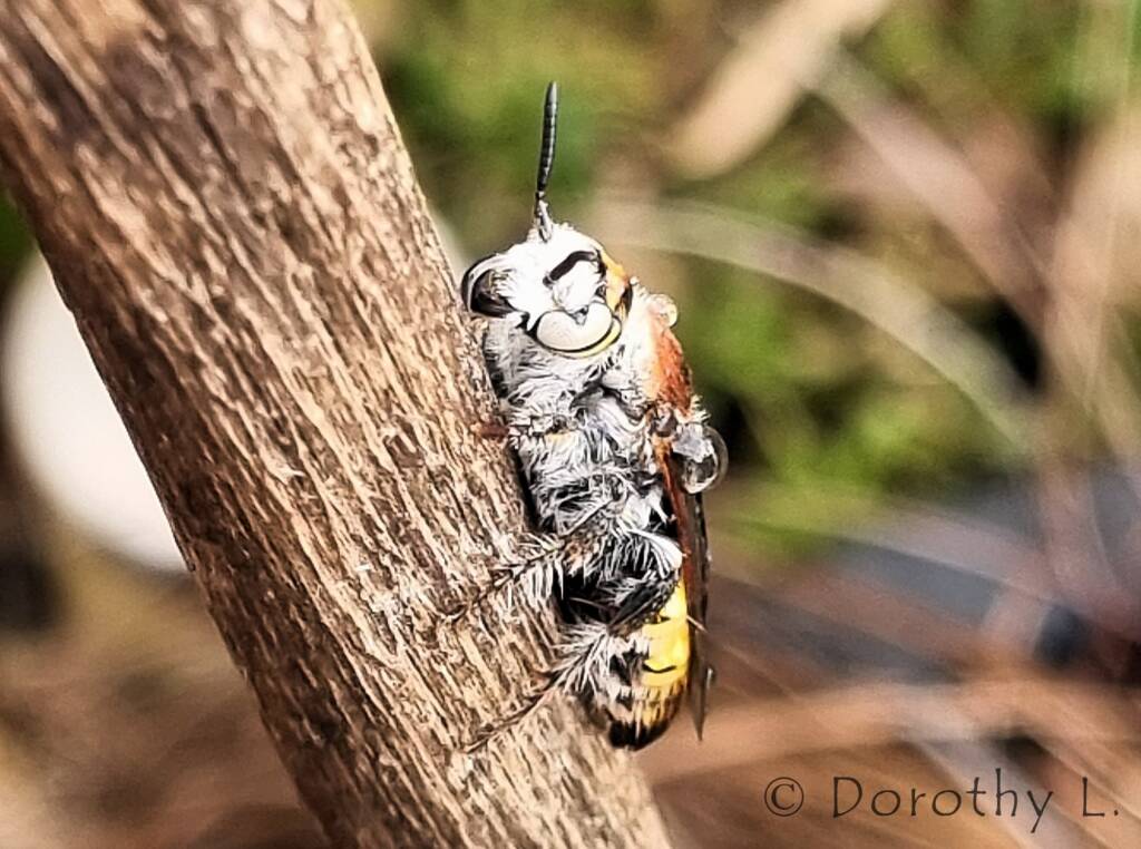 Yellow Hairy Flower Wasp (Radumeris radula)