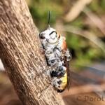 Yellow Hairy Flower Wasp (Radumeris radula)