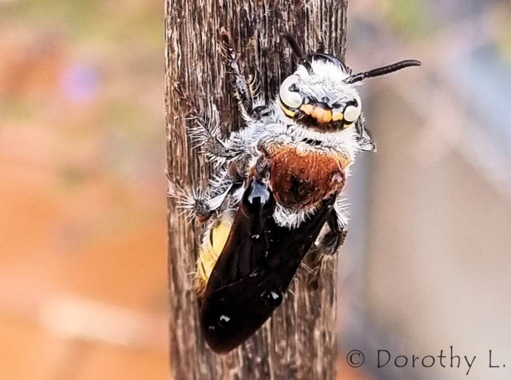 Yellow Hairy Flower Wasp (Radumeris radula)