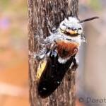 Yellow Hairy Flower Wasp (Radumeris radula)